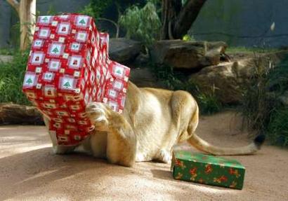 Kuchani, a female African Lion at Sydney's Taronga Zoo, ...