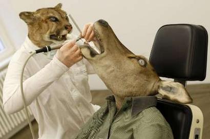 RNPS IMAGES OF THE YEAR 2008
The sculpture 'Puma-Dentist' ...